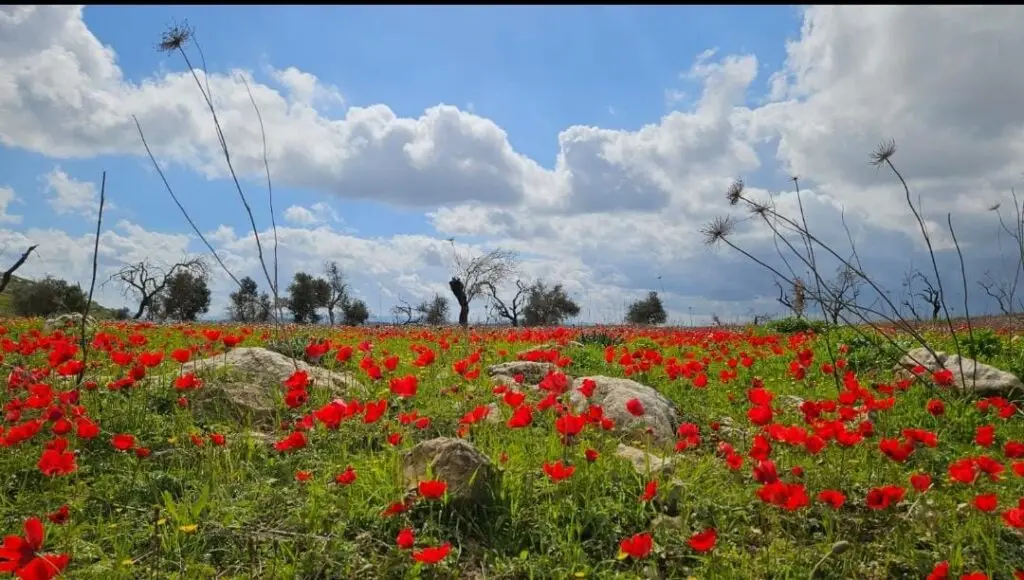 כלניות עם רות ונטורה